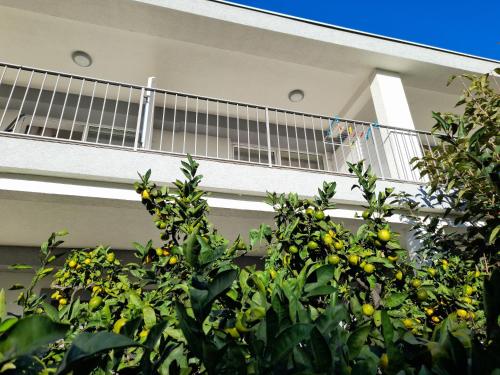 Guest House Djonovicにあるバルコニーまたはテラス