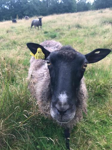 a black sheep with a tag in its ear in a field at Björsjöås Vildmark - Small camping cabin close to nature in Olofstorp