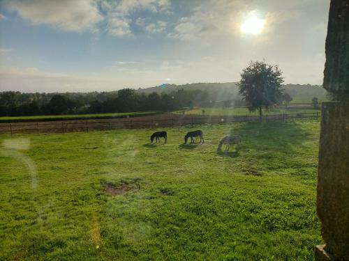 a group of horses grazing in a field at Les Basses Besmes in Parcé