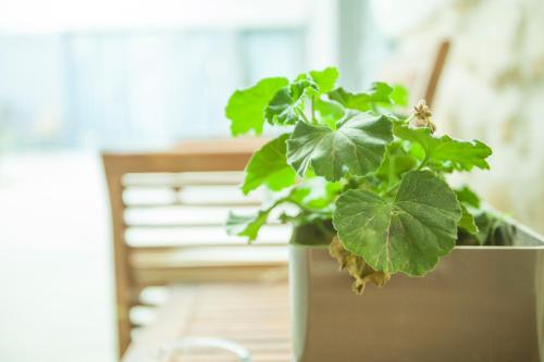 a green plant in a pot on a table at St. Lazaros Studios in Larnaka