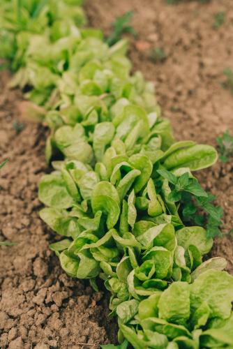 a bunch of green lettuce on the ground at Matild Country Hotel in Nemesvita