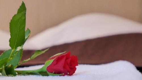 a red rose sitting on top of a pile of snow at Wrzos & Belvedere in Kudowa-Zdrój