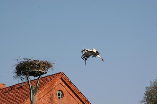 a bird flying over a building with a nest at Apartment im Kranich Hotel in Hessenburg