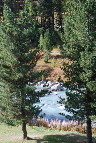 a river in the middle of a forest with trees at Chesa La Furia in Pontresina