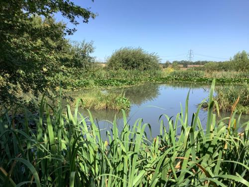 a body of water with tall grass and trees at The Retreat, Clematis cottages, Stamford in Stamford