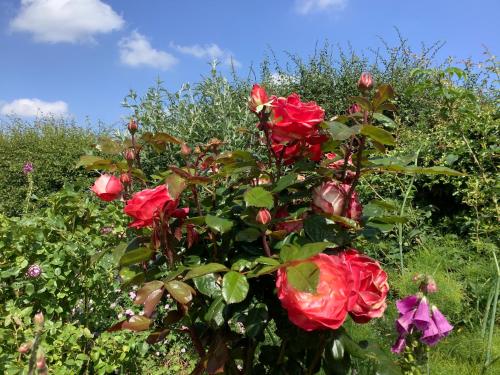 a bush of red roses in a garden at The Retreat, Clematis cottages, Stamford in Stamford