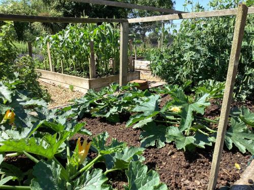 a garden with cabbage plants and a fence at The Retreat, Clematis cottages, Stamford in Stamford