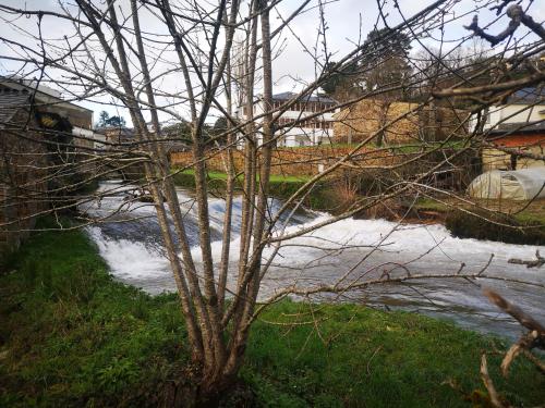 a tree in front of a river with water at Pensión Santa Rosa in Samos