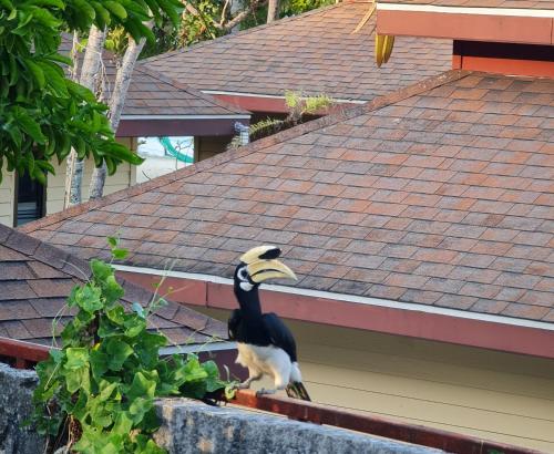 Loomad kuurordi aladel või selle läheduses