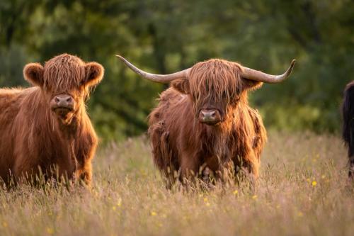 two cows standing in a field of tall grass at Farragon Luxury Glamping Pod with Hot Tub & Pet Friendly at Pitilie Pods in Aberfeldy