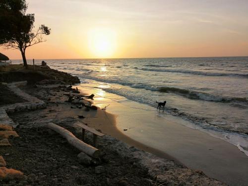 a dog walking on the beach at sunset at Palmar del viento cabaña frente al mar in Moñitos