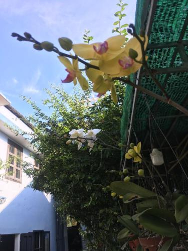 a bunch of flowers hanging off the side of a building at Cherry Garden Homestay in Hoi An