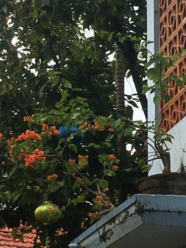 a blue bird sitting on top of a tree at Cherry Garden Homestay in Hoi An