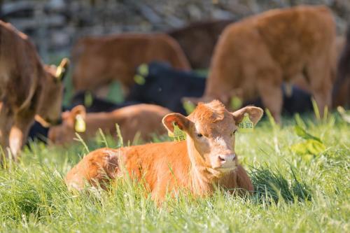 a herd of cows laying in a field of grass at Schäfer's Ferienhof Michaelsberg in Gundelsheim