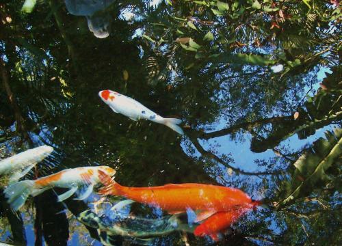 a group of koi swimming in a pond at Apartments-Leipzig in Leipzig