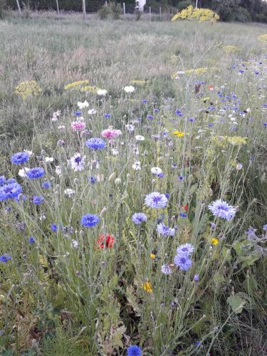 a field full of colorful flowers in a field at Le jardin des paons in Issac