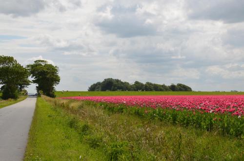a field of pink flowers on the side of a road at Lentemaheerd in Uithuizermeeden