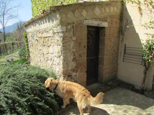 a dog standing in front of a brick building at Agriturismo "Borgo Madonna degli Angeli" - charming cottages in the gardens ! in Tocco da Casauria