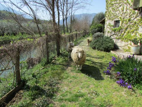 a sheep walking down a path next to a house at Agriturismo "Borgo Madonna degli Angeli" - charming cottages in the gardens ! in Tocco da Casauria
