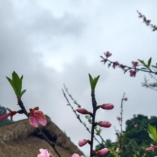 a branch of a tree with pink flowers at Dao Homestay in Hoàng Su Phì
