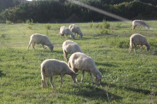 Gallery image of Sa Cannizzada in Funtana Meiga
