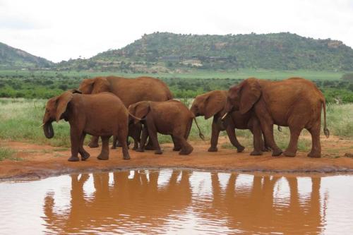 a herd of elephants walking next to a watering hole at Fortamu - Tembo House in Watamu