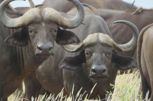 a group of oxen standing in a field at Fortamu - Tembo House in Watamu