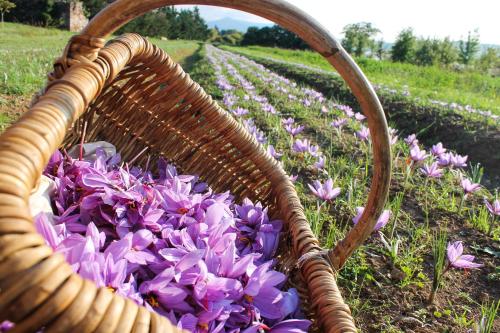 a basket full of purple flowers in a field at Holy Wood in Chuelles