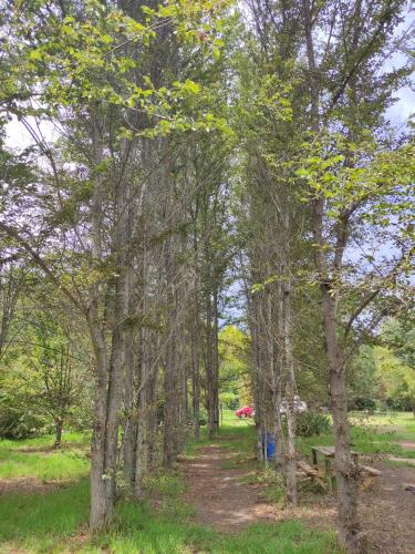 a path through a forest of trees with a bench at Cabañitas Remanso del Espíritu in Isla de Maipo