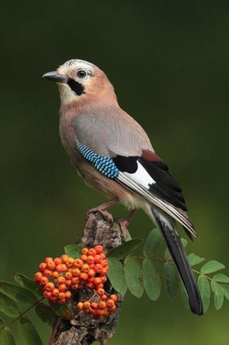 a bird perched on top of a branch with berries at Holy Wood in Chuelles