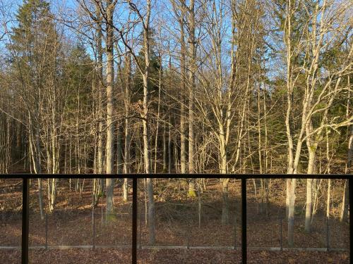 a view of a forest through a fence with trees at Apartament Nieznany Bór in Hajnówka