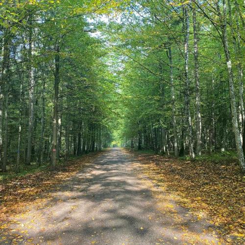 a road in the middle of a forest with trees at Apartament Nieznany Bór in Hajnówka
