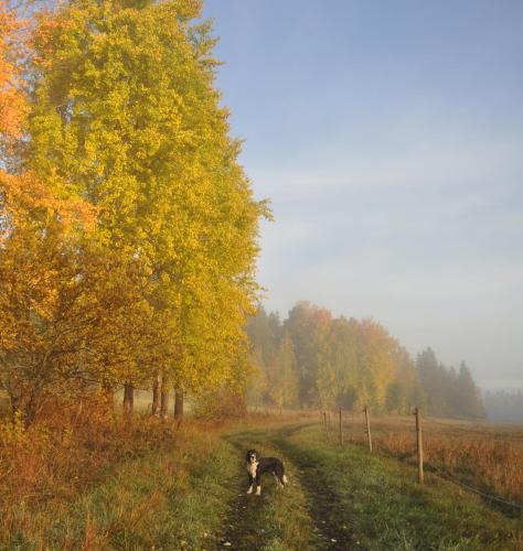 a dog running down a dirt road in a field at Brännkärrstorpet B&B in Knivsta