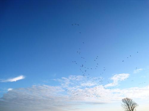 a flock of birds flying in the sky at Haus Kormoran am Lauwersmeer 175 in Anjum