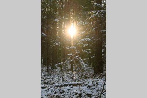 a winter forest with the sun shining through the trees at Nowoczesny apartament w Puszczy Białowieskiej in Hajnówka