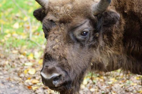 a close up of a bison standing in a field at Nowoczesny apartament w Puszczy Białowieskiej in Hajnówka