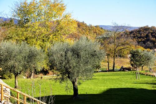 a group of olive trees in a field at Relais Rossar Boutique Hotel Garda & Hills in Costermano sul Garda