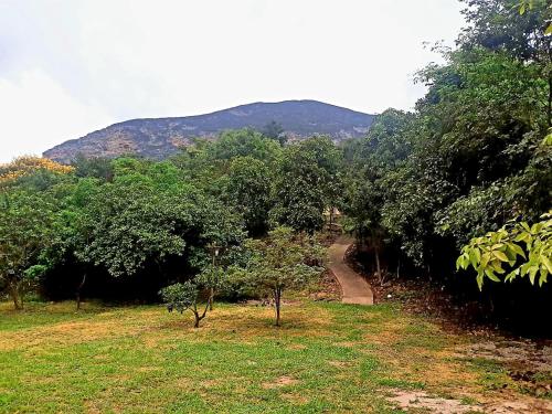 a path through a forest with a mountain in the background at Espaço Terra Dourada, Ibicoara, Chap Diamantina in Ibicoara