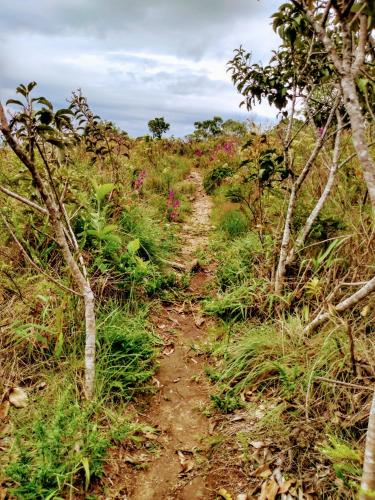 a dirt trail in a field with trees at Recanto das Estrelas in Aiuruoca