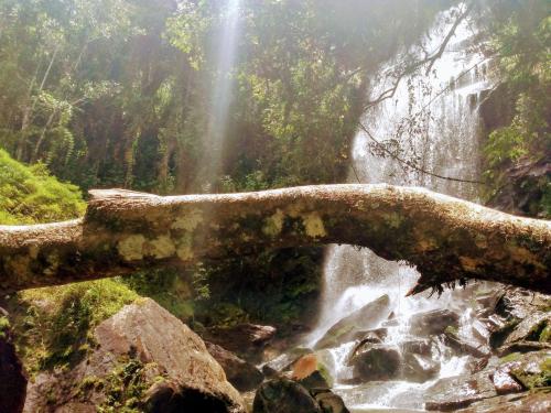 a tree branch over a waterfall in a forest at Recanto das Estrelas in Aiuruoca