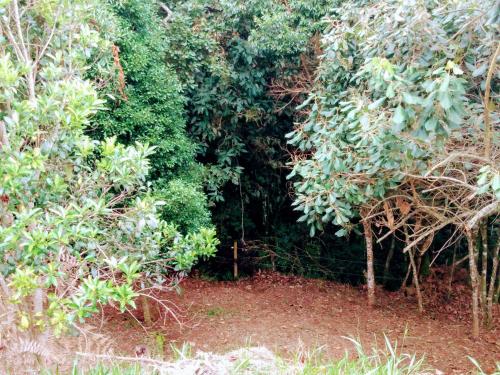 a group of trees and bushes in a forest at Recanto das Estrelas in Aiuruoca