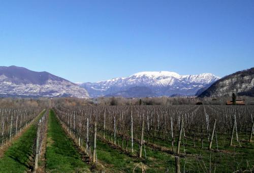 a vineyard with snow covered mountains in the background at Cascina San Martino in Passirano