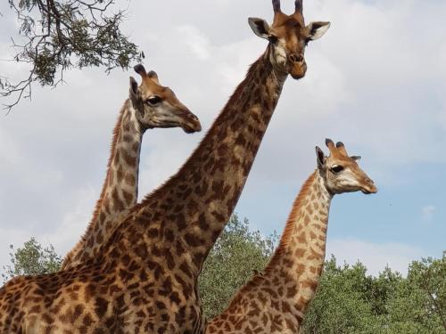 a group of giraffes standing next to each other at Kwalata Game Lodge in Klipdrift