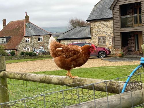 a brown chicken standing on top of a fence at Surf Shack 1-Bed Cottage Sleeps 2 Pet Friendly in Shorwell