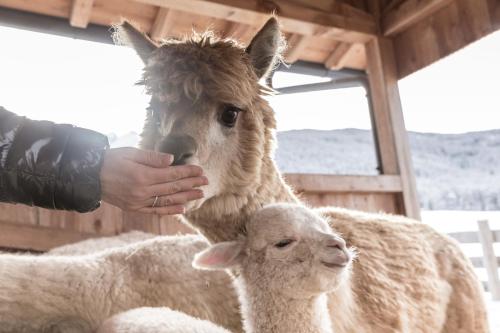 a person is petting a sheep in a barn at Aparthotel Familiaris - Family Apartments - Pools & Spa in Dolomites in Valdaora