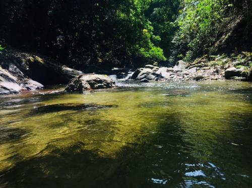 a stream of water with rocks in a forest at Montes De Beraka in Minca