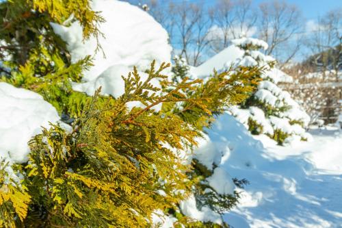 a snow covered tree branch with snow on it at Laguna in Slavske