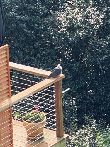 a bird sitting on top of a wooden bench at Willow Cabin in Beechmont