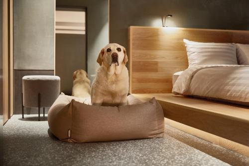 a dog sitting in a pillow in a bedroom at Sono Pet Clubs & Resorts Vivaldi Park in Hongcheon