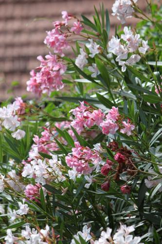 a bunch of pink and white flowers on a bush at Gästehaus Susanne Pfaffmann in Landau in der Pfalz